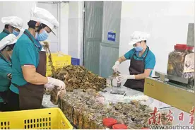 曹江农产品加工驶入快车道图片