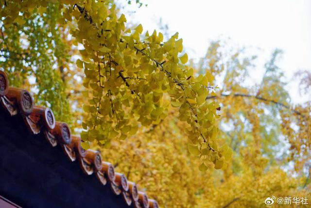 收藏！秋天是写在古都的诗篇