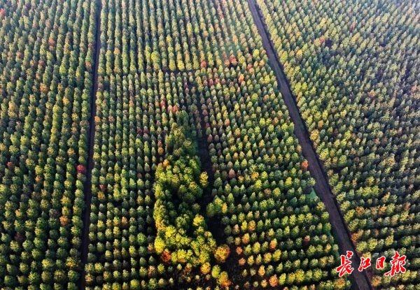 涨渡湖湿地森林公园层林尽染