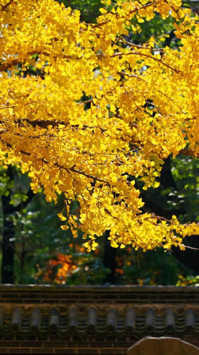 赵立坚微博打call日照银杏古树！附高清大图+进阶玩法！