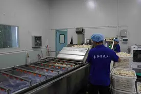 西双版纳州：开拓小糯玉米产业发展新希望图片