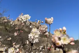 五莲大旺的樱桃花开了！本周六，N种玩法等你来解锁！图片