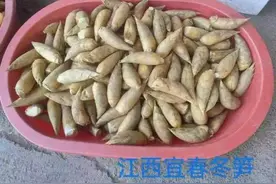 “抢跑”蔬果口感未必好！“春笋”与冬笋同步上市，口感略麻，食在当地当季最佳图片