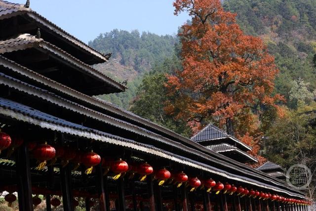 土家古枫寨 斑斓冬景美