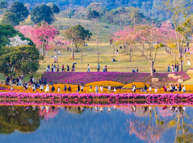 广西南宁：冬日花海醉游人