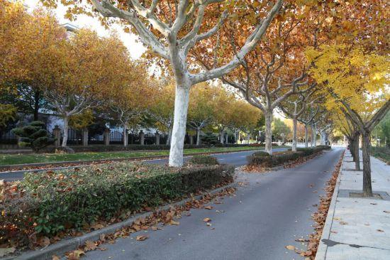 这场秋日浪漫别错过 申城落叶道体验进入倒计时