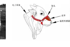 奶牛呼吸行为智能监测研究进展图片
