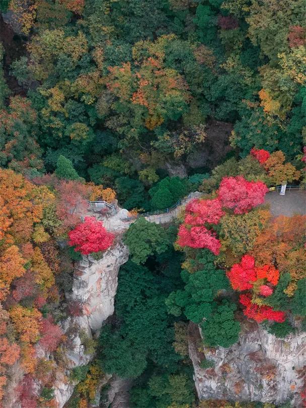 淄博红叶进入全盛期 漫山遍野醉人红