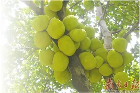 父亲和他的菠萝蜜树图片