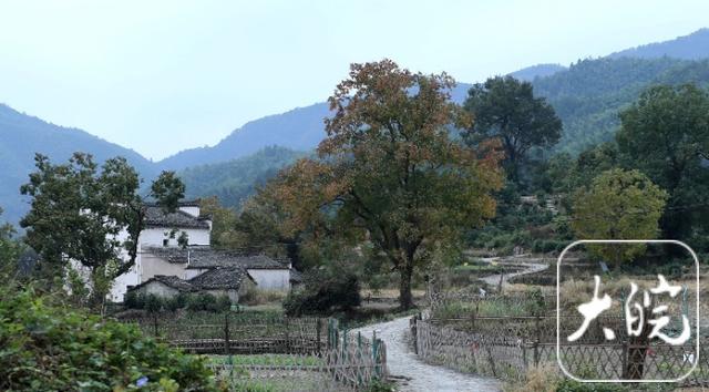黟县：卢村秋色引客来