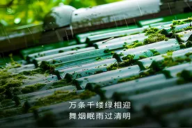 海报|清明诗韵传文明，绿色祭扫树新风图片