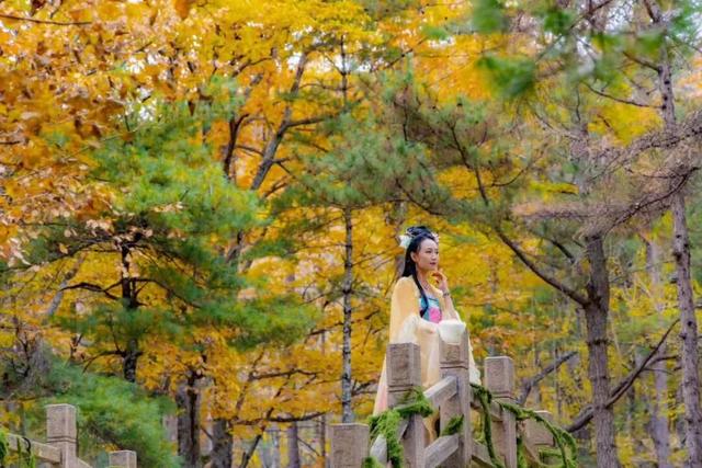 别再问了！洛阳秋色天花板，就藏在这里→