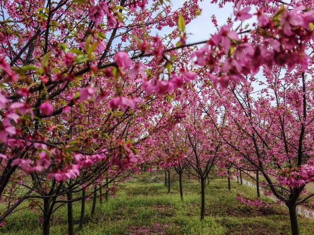 春雨润云梦 睡虎山樱韵浓