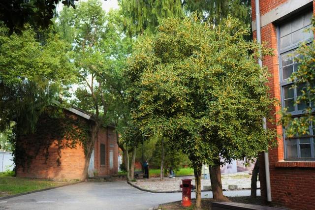 点 击 ↑ 看莲都的秋天