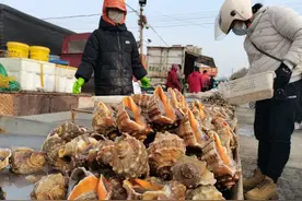 蛎虾、海蛎子、蛏子……@青岛人，开春第一鲜来了！图片