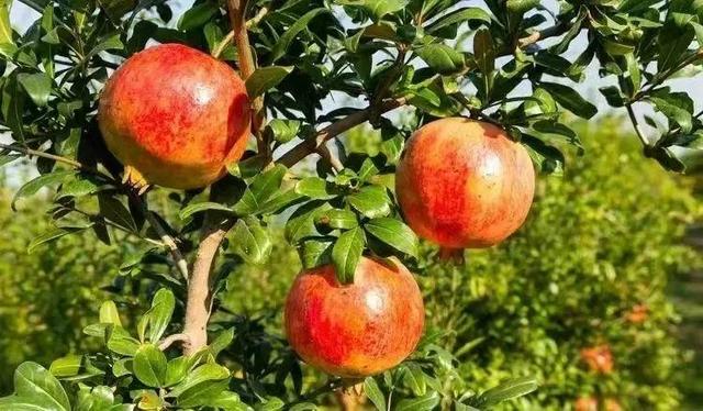 @老师们，节日快乐！请查收您的好客山东专属优惠