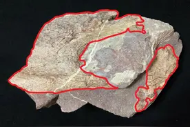 香港首次發現恐龍化石，25日起將向公眾展出图片