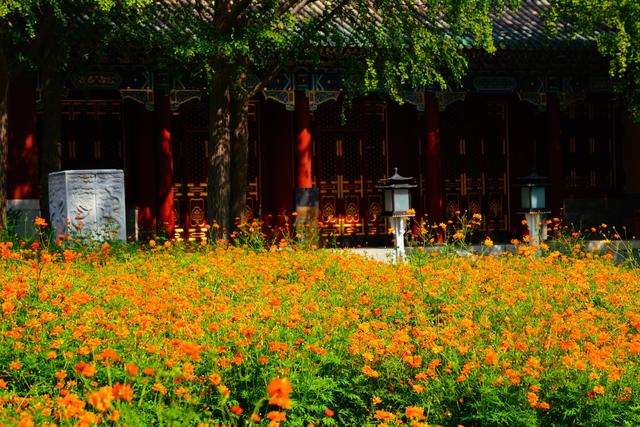 北海公园万佛楼景区硫化菊花海进入最佳观赏期
