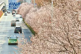 长安无处不飞花图片