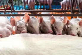 养殖户起诉牧原销售病猪，称感染损失上百万！一审判了，牧原胜诉图片