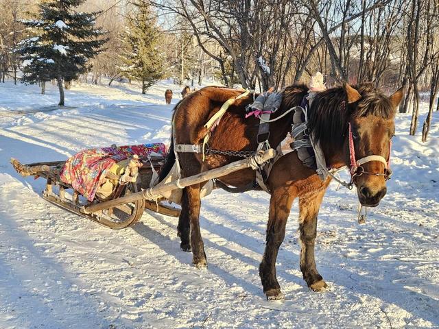 实探漠河北极村马爬犁：百余匹骏马轮流上岗，旅游旺季一天营业近10小时