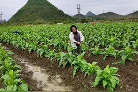 韶关乳源邓仁凤扎根田间十年，带领村民发家致富图片