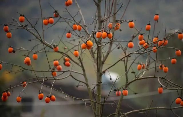 南漳：一键收藏！送你满枝头的“柿柿如意”