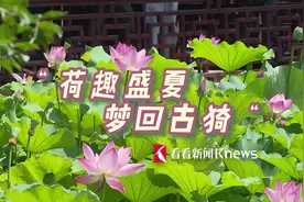 荷趣盛夏 上海荷花睡莲展美景呈现图片