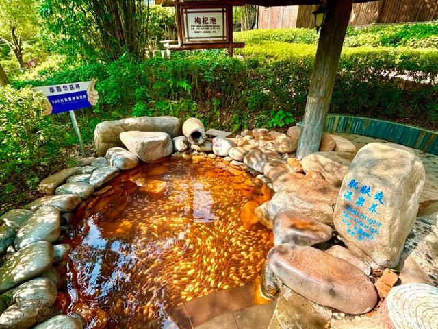 湖南绝美银杏打卡地，太出片了