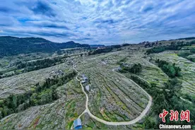 四川宣汉庙安万亩李花盛开 如给大地披上白雪图片