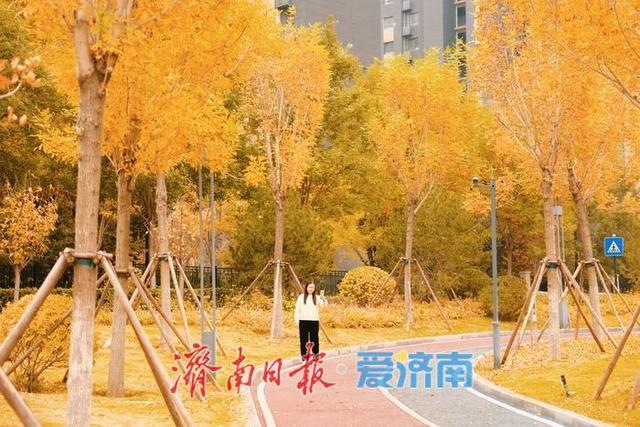 一年四季 泉在济南丨秋染彩林绘就正丰路公园五彩画卷