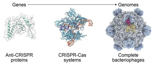 全球首个AI基因组诞生，35亿年生命代码重编程，生物学迎「ChatGPT时刻」