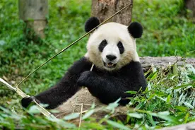 两只大熊猫到武汉动物园啦！3年前就为它们种下一片竹林图片