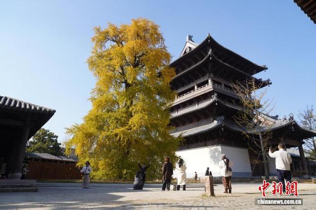 浙江桐乡：千年银杏换上“金装” 吸引游客打卡