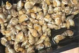 这种海鲜已到毒性最强时期，比砒霜毒百倍，多地发布预警：别买、别吃！图片