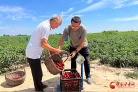 灵台：辣椒红了 群众笑了图片