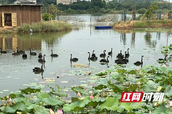 文旅项目精彩亮相，点亮“洞庭水乡 自在沅江”新体验