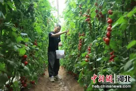 河北辛集：特色种植“丰”光无限图片