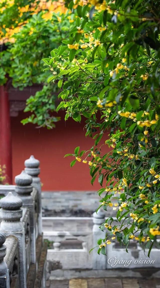 秦淮花事 | 秋日限定！在秦淮，与一场桂花雨不期而遇→