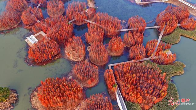 “水上森林”景独好