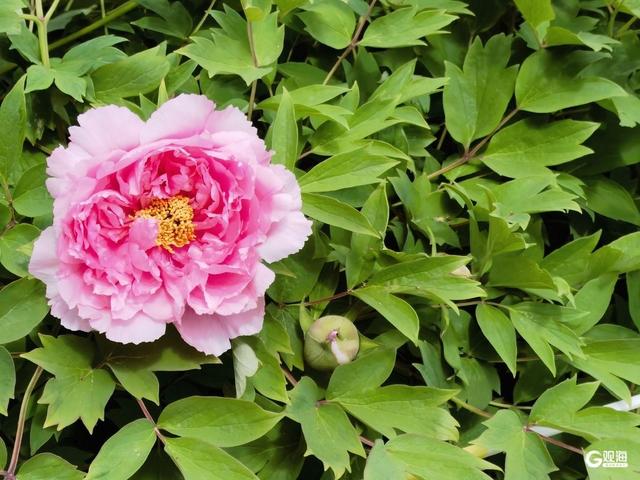 国色倾城！快来中山公园，赴一场牡丹之约