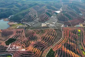 江西丰城：油茶产业助增收图片