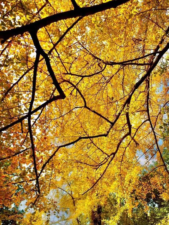 金灿灿！成都人的“顶流”上线，错过等一年！