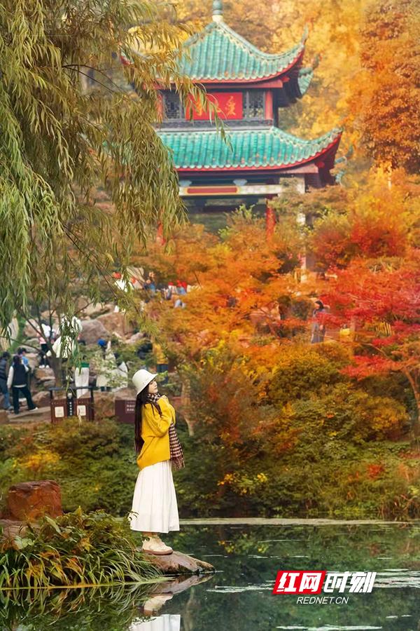 层林尽染，“枫”华正茂！快来“解锁”岳麓山红枫季游玩攻略