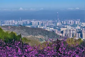 上万游客周末涌上龙泉山！成都“赏花游”热力十足图片