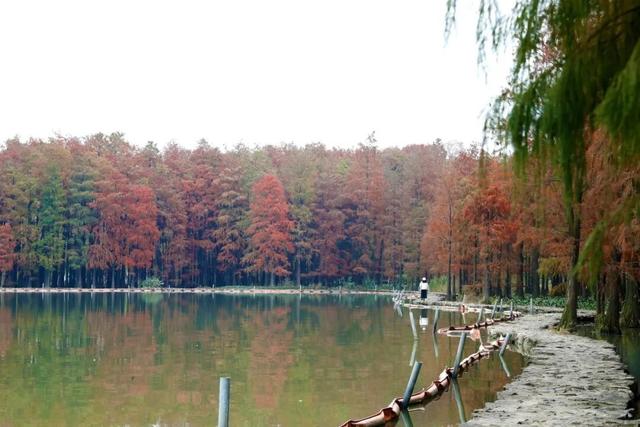 人少景美！洪山5处打卡地，周末约起