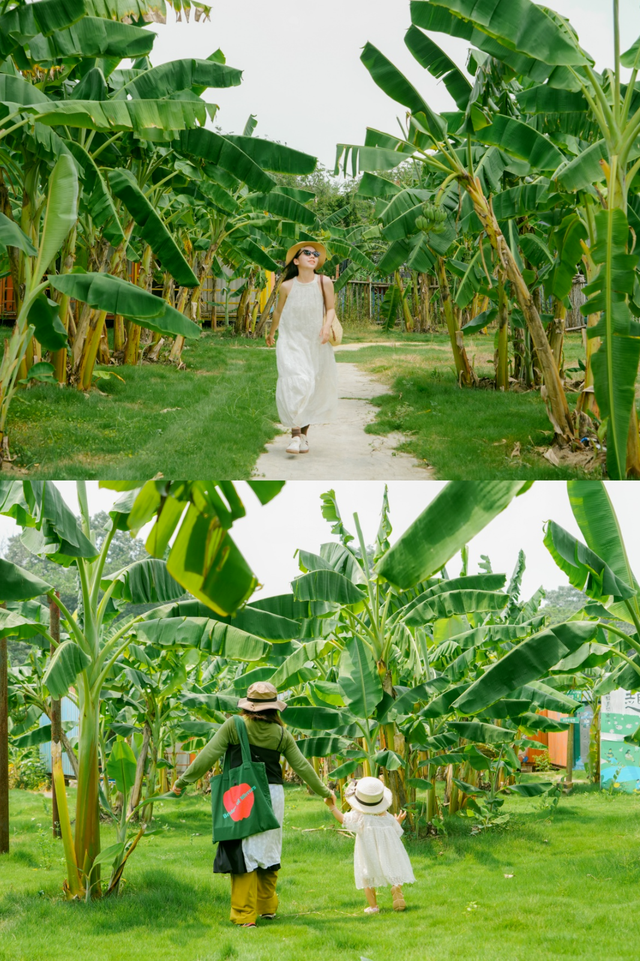 南宁冬季水果采摘全攻略 | 东北老铁、西北家人，告别猫冬！来南宁实现“水果自由”