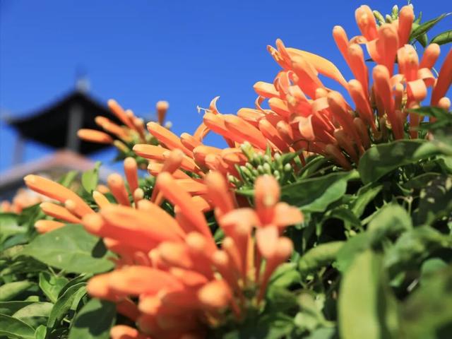 解锁冬日浪漫！来岩前星湖畔，一起走“花路”吧！