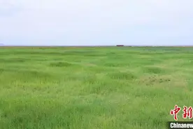 （身边的变化）内蒙古乌拉特后旗：让绿色颜值和金色产值“共生共赢”图片