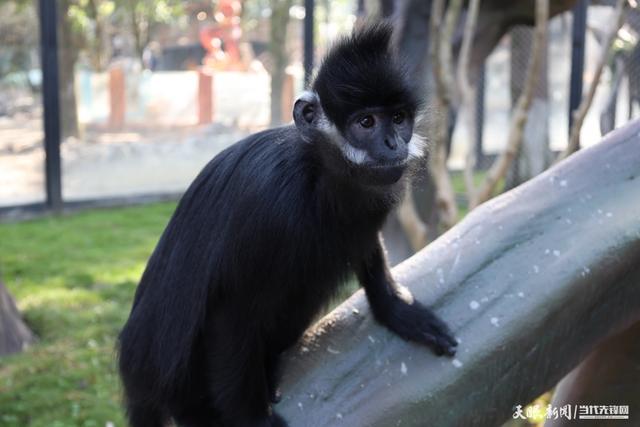 遵义动物园2月7日焕新开园